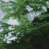 Forêt japonaise, ruisseau et mousse, puis kakis mûrs sur l'arbre : l'origine naturelle du kaki